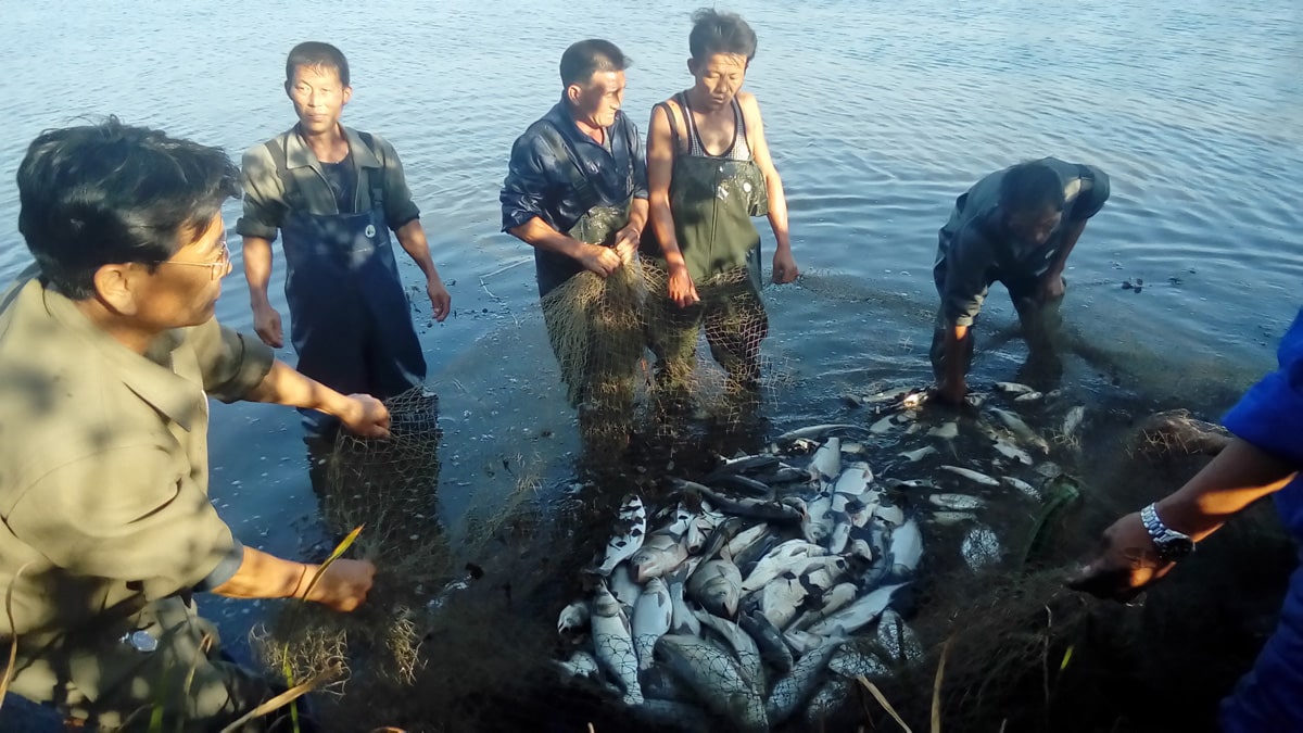 Carp fishing for distribution to children's institutions. Farm of Ryongchon